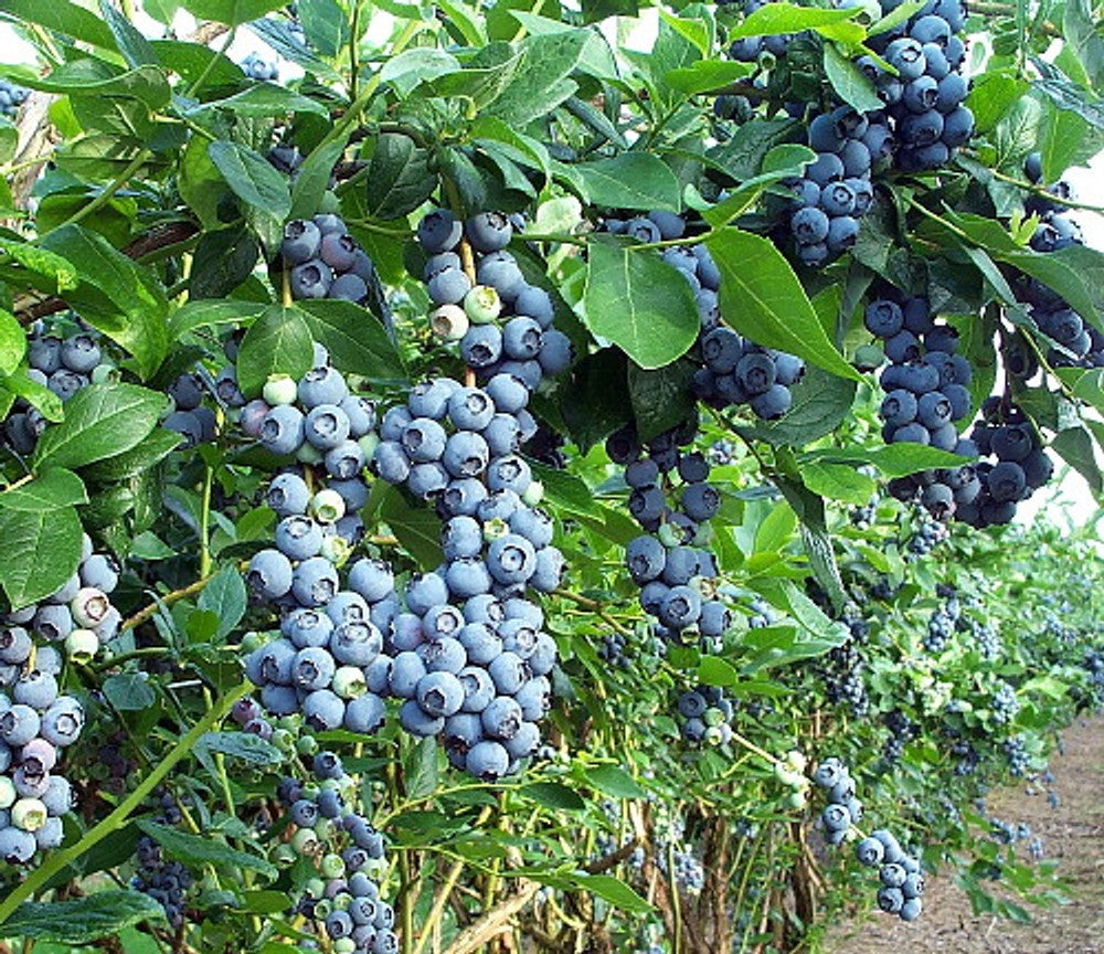 50 x Blueberry Vaccinium 'Duke' Plug Plants - Good Value Suitable For Pots
