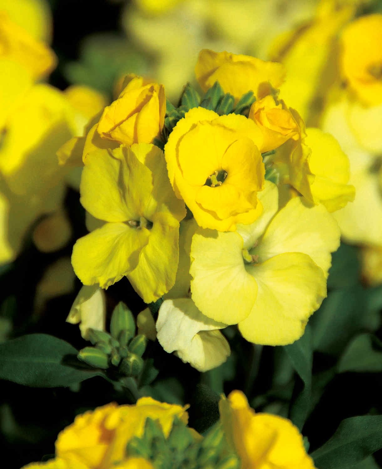 2x Wallflower Sugar Rush Yellow Plants 9cm Pots Fragrant Hardy Spring Flowers