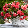 4 x Begonia Odorosa Sweet Pink Bulbs - Sweet Scented Variety