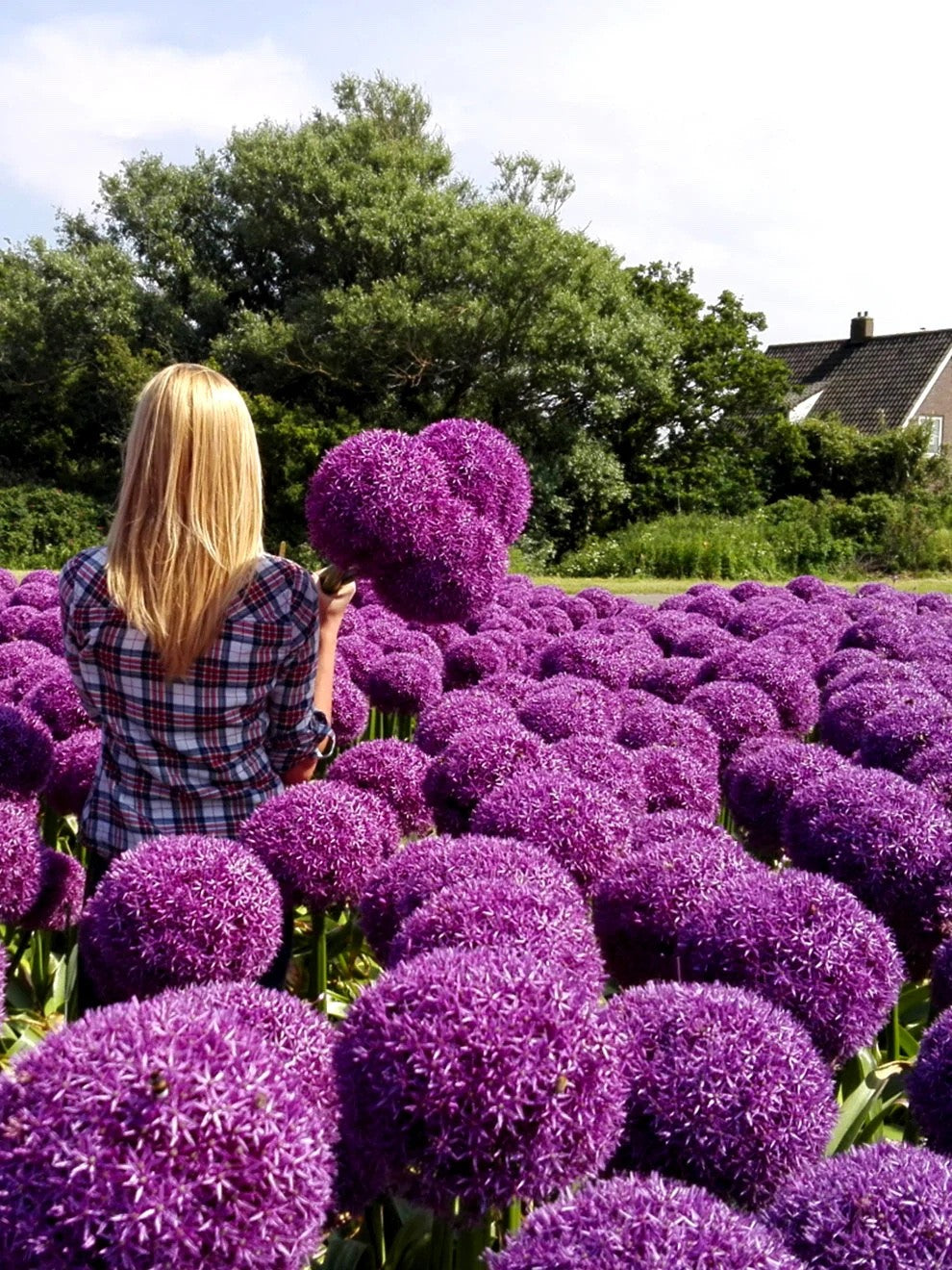 Allium Globemaster Bulbs 24cm+ Giant Purple Ornamental Flower Perennial