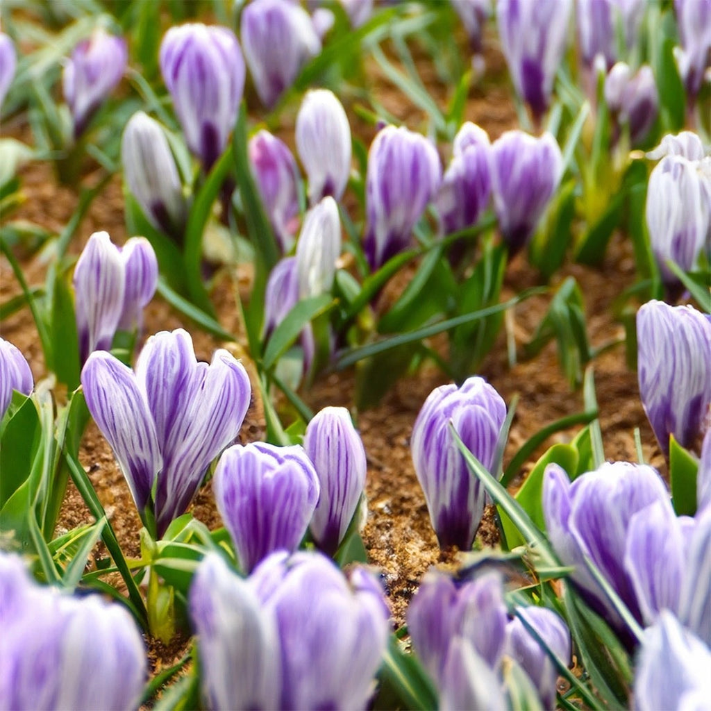 15x Crocus Pickwick Bulbs 8/9cm Striped Spring Flowering Garden Bulbs