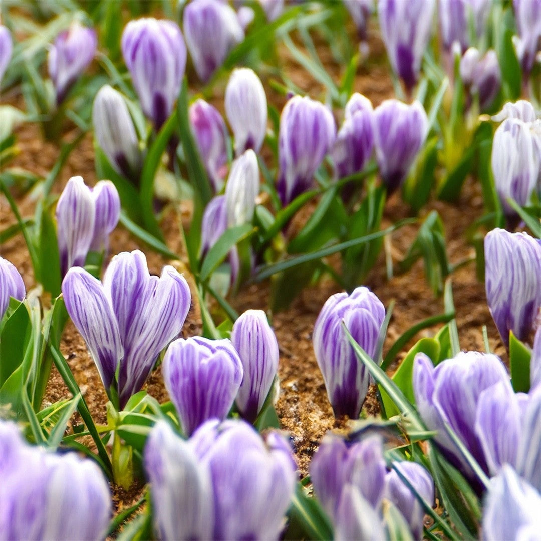 15x Crocus Pickwick Bulbs 8/9cm Striped Spring Flowering Garden Bulbs