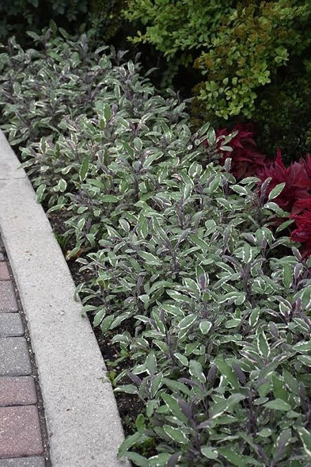 2 Beautiful Tricolour Sage 9cm Plants Pink Cream & Green Aromatic Foliage