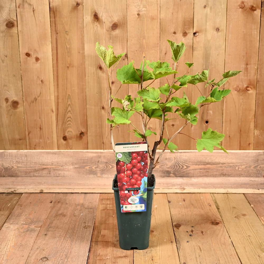 Redcurrant 'Rosetta' - Hardy Large Ribes ready to fruit in Summer 3ltr pot