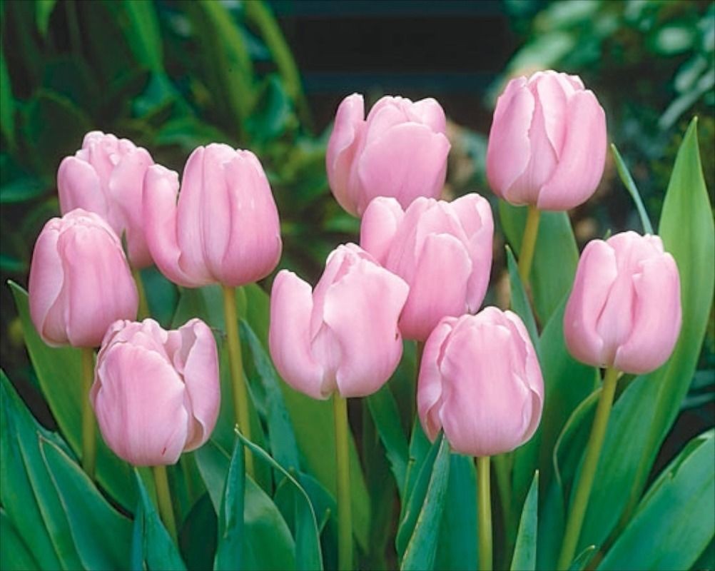 10x Tulip Pink Diamond Bulbs 10/11cm Pink Spring Flowering Garden Tulips