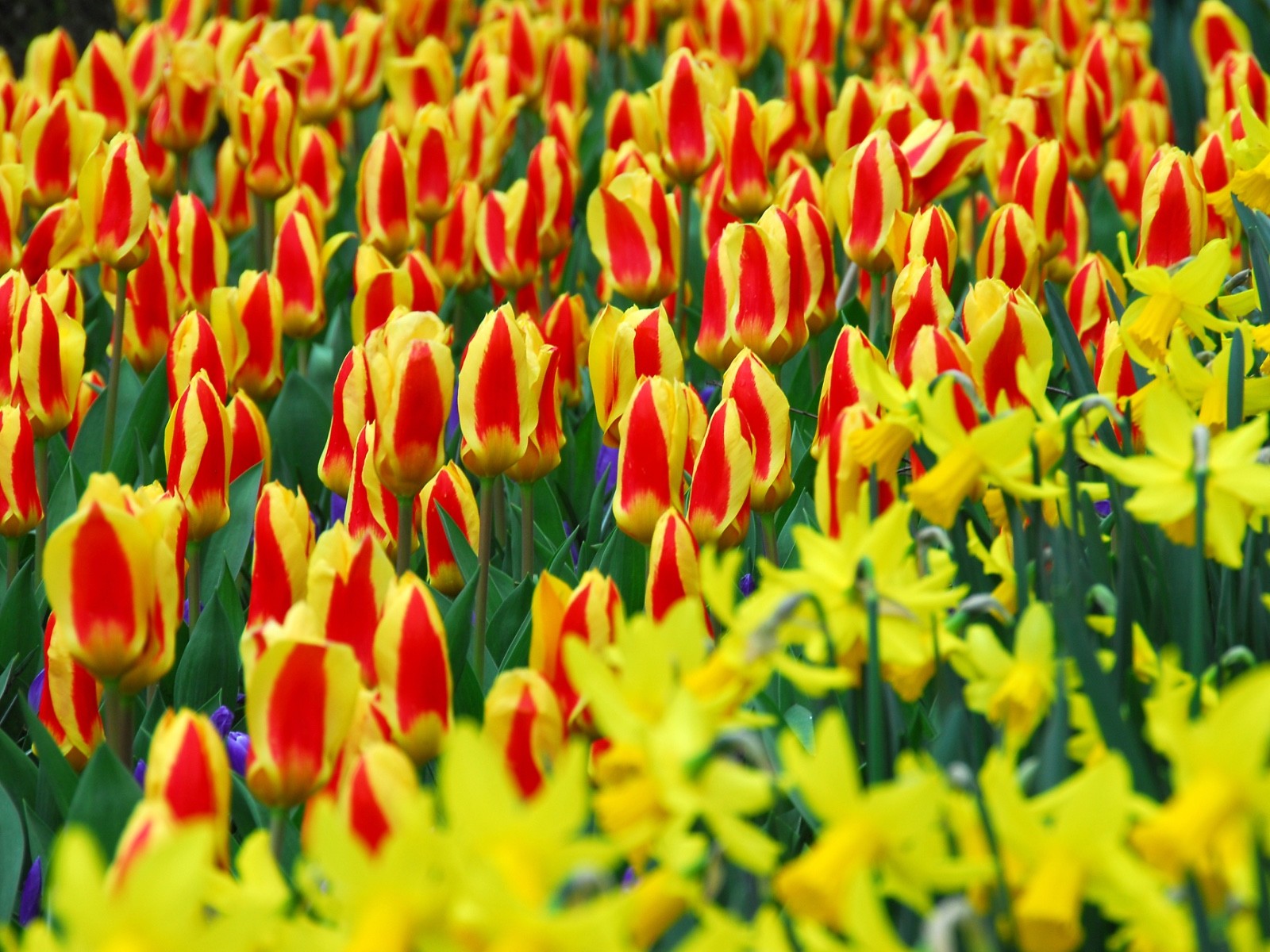 15x Dwarf Tulip Stresa 10/11cm Bulbs Autumn Planting Pre-Order