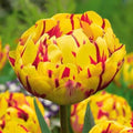 10x Tulip Golden Nizza Bulbs 10/11cm Double Yellow Spring Flowering Tulips