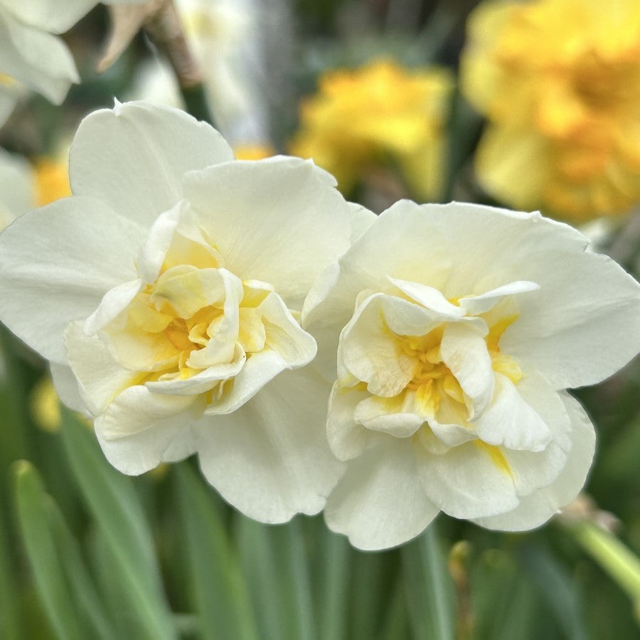 15x Daffodil Cheerfulness Bulbs Double White Fragrant Spring Narcissus