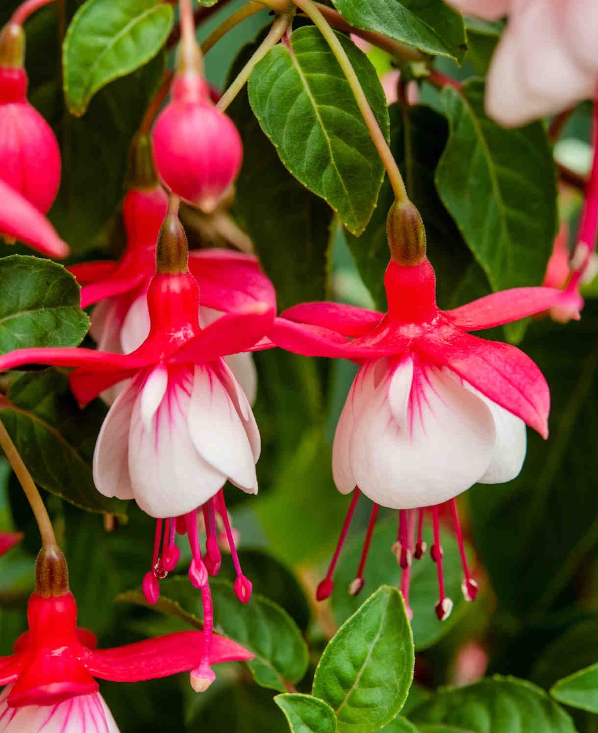 2 x Fuchsia 'Snowcap' - Striking Scarlet and White Hardy Perennial in 10.5cm pot