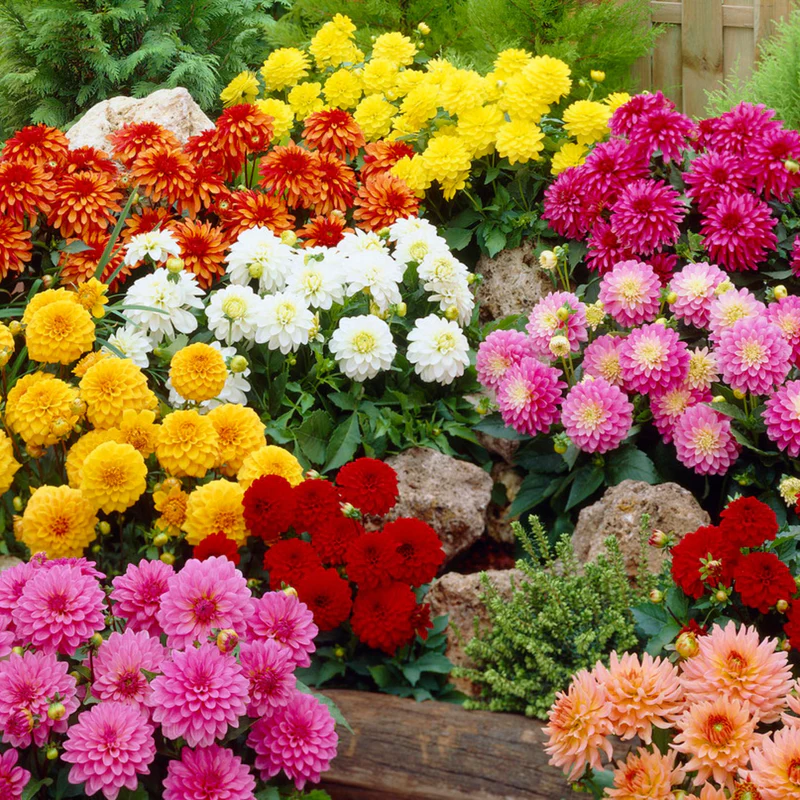 8 x Dahlia Border Mixed Bulbs - Perfect for adding colour to your garden