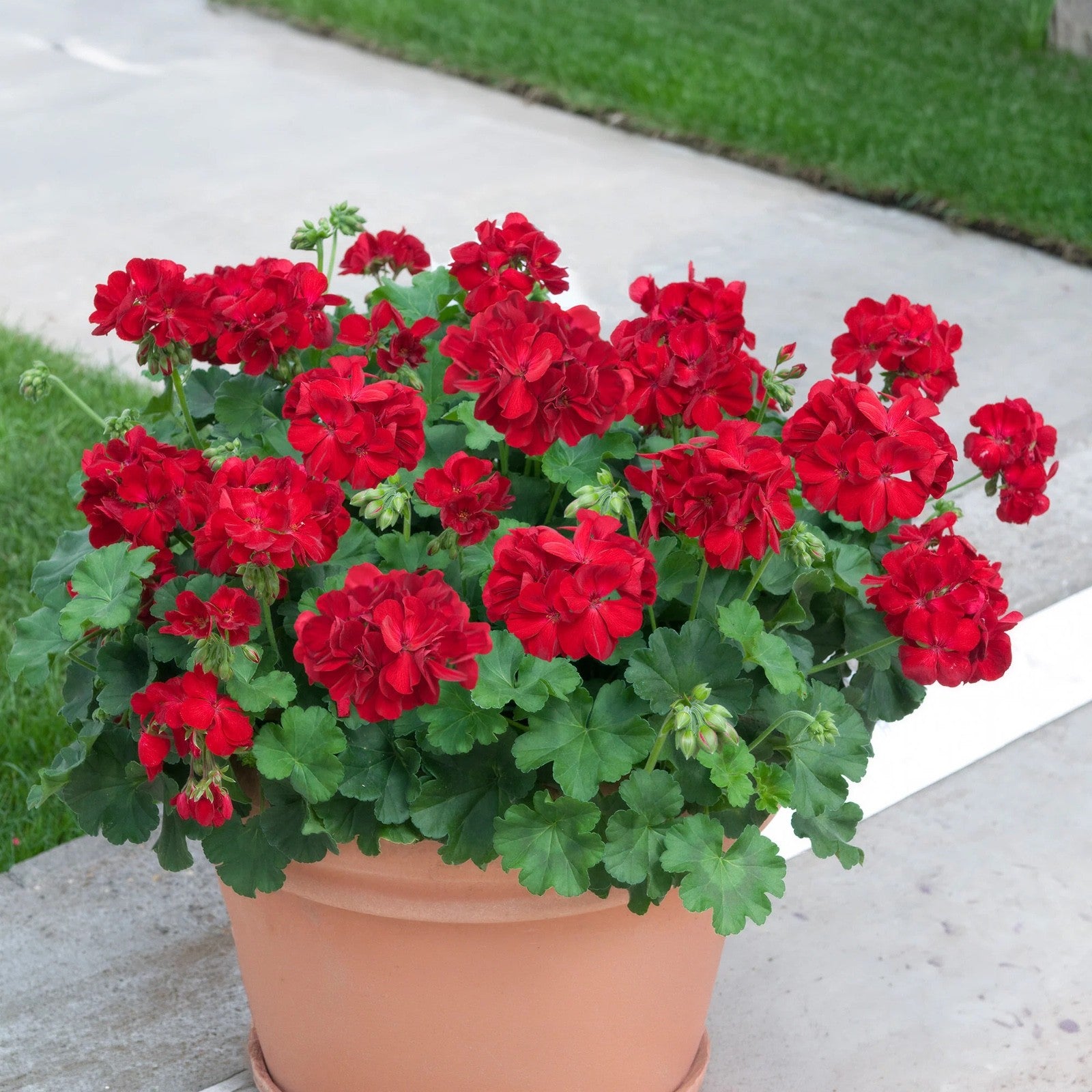 3x Geranium Bernd Dark Red Plants 10.5cm Pots Summer Bedding Flowers