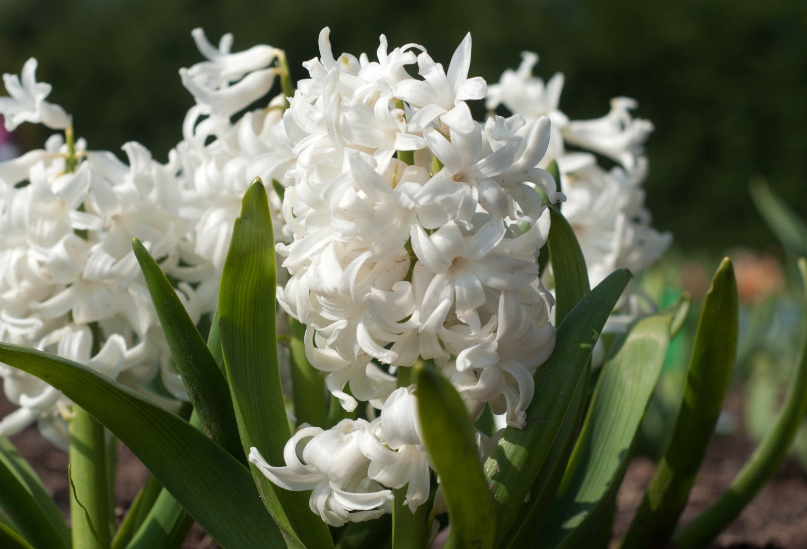 5x Prepared Hyacinth White Pearl 16/17cm Indoor Bulbs Christmas Pre-Order