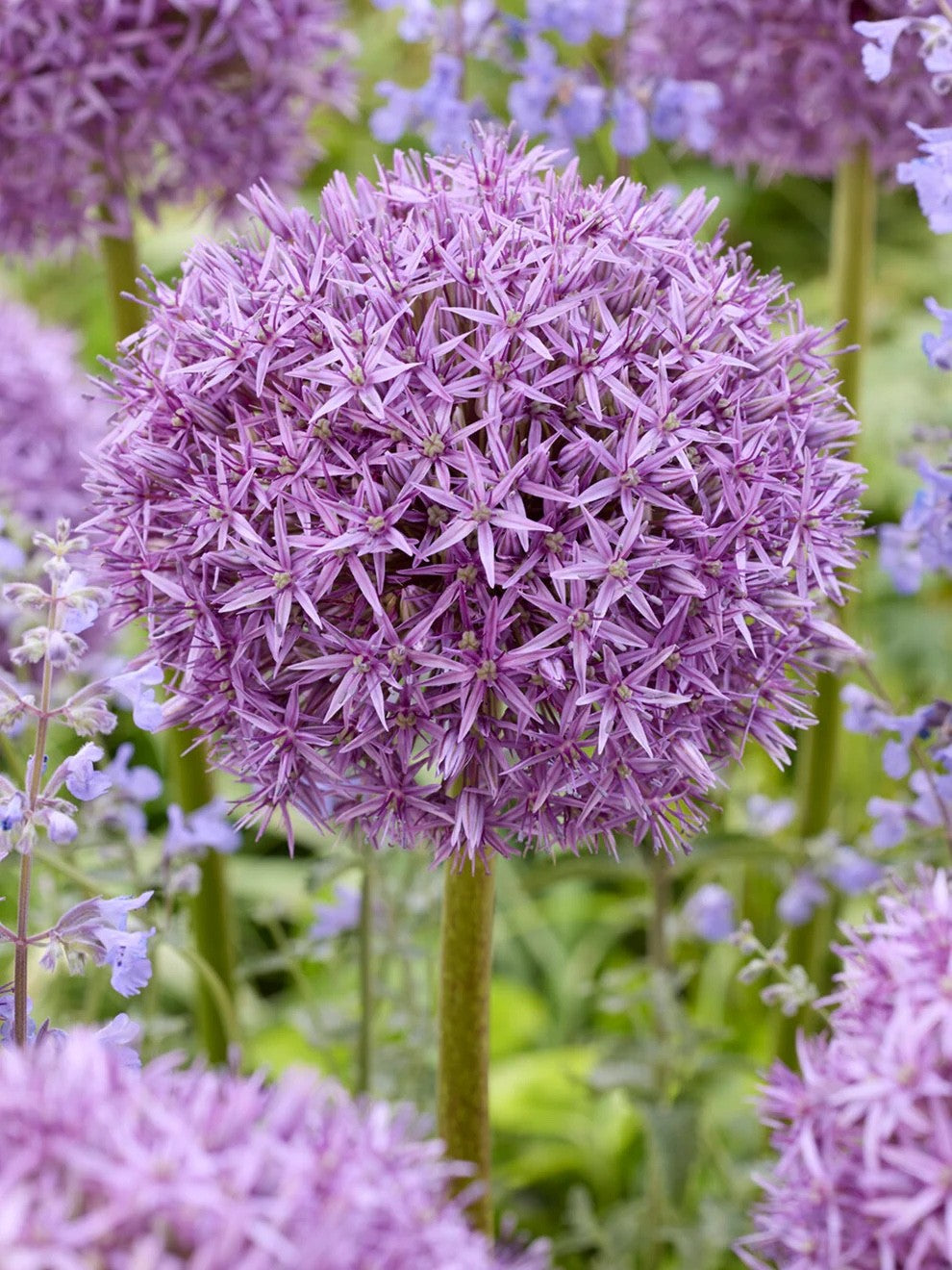 Allium Pinball Wizard 20cm+ Bulbs Giant Purple Garden Flower Perennial