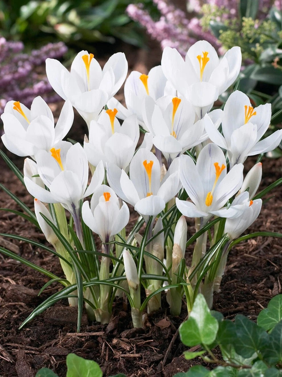 15x Crocus Jeanne D'Arc Bulbs 8/9cm White Spring Flowering Garden Bulbs