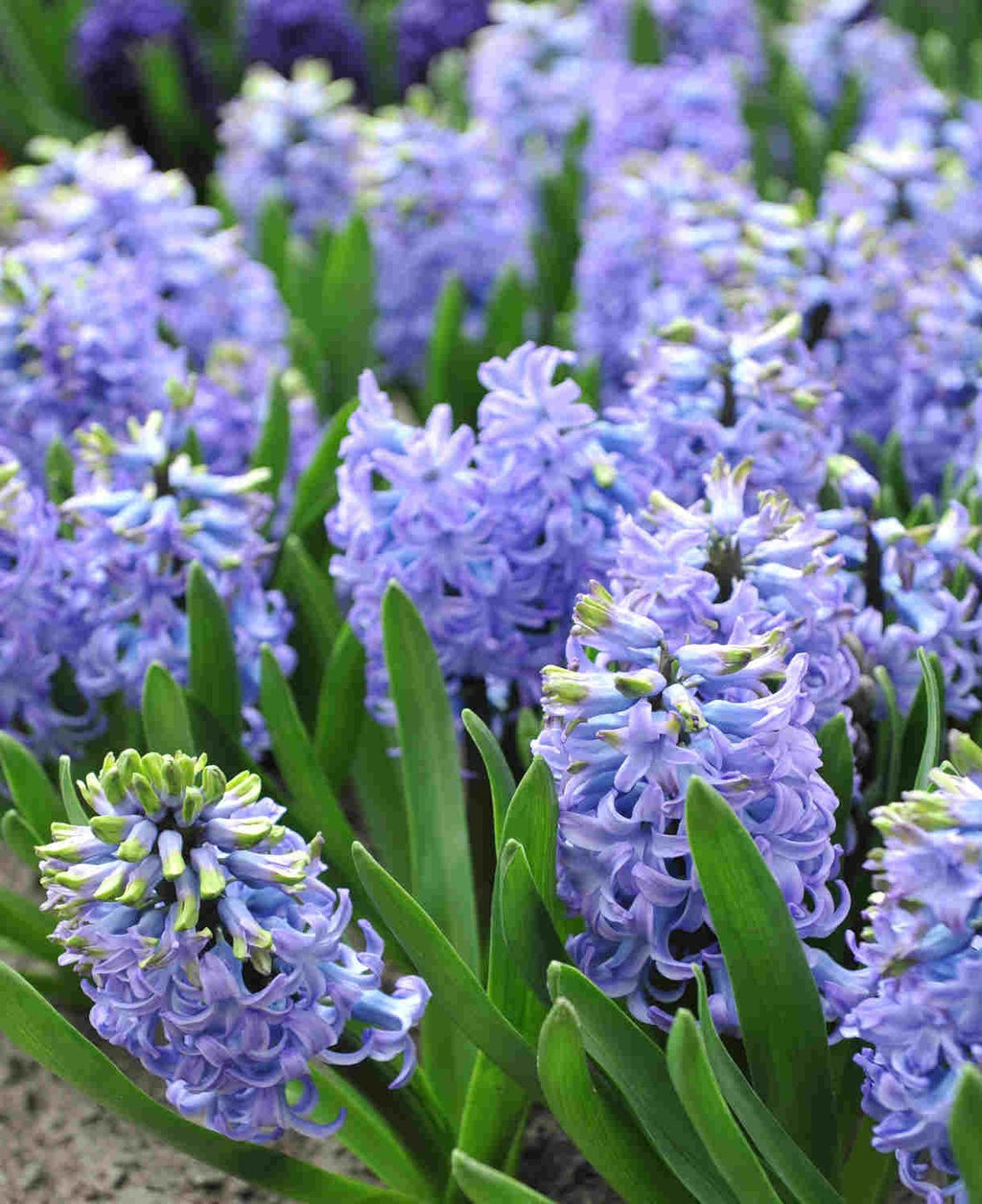 5x Prepared Hyacinth Delft Blue 16/17cm Indoor Bulbs Christmas Pre-Order