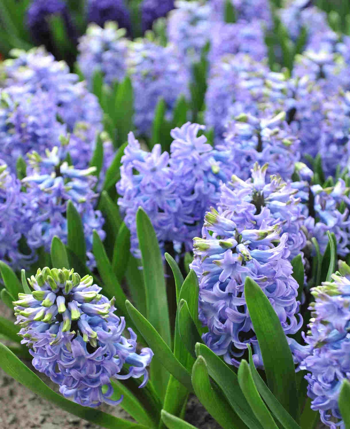5x Prepared Hyacinth Delft Blue 16/17cm Indoor Bulbs Christmas Pre-Order