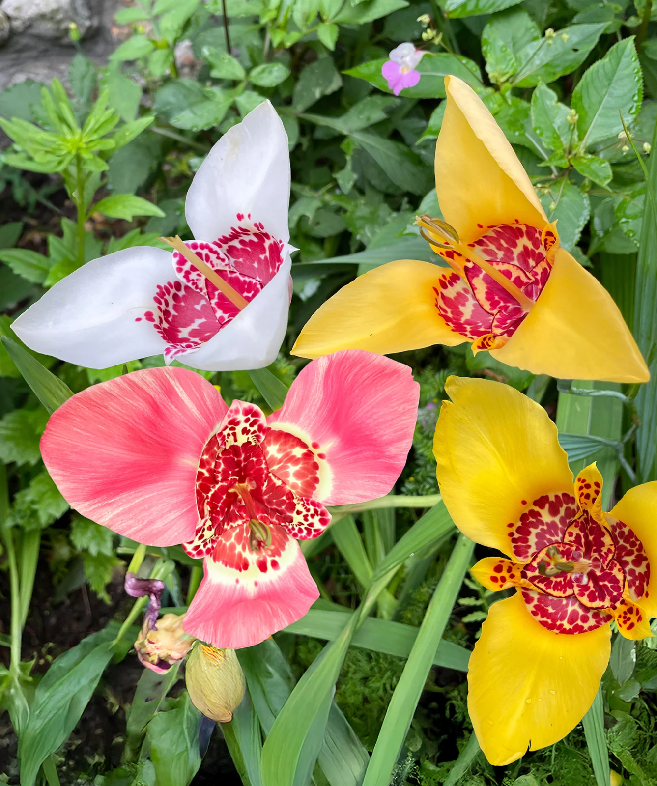 16 x Tigridia Mexican Shell Flower Bulbs - Summer Exotic Flowers