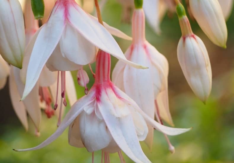 3x Fuchsia Happy Wedding Day Plants Hardy Perennial 10.5cm Pots