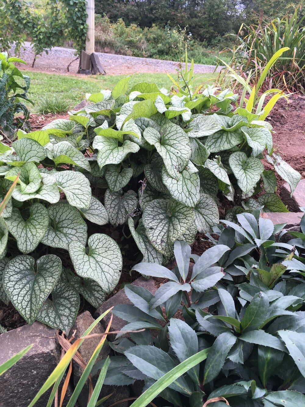 Brunnera macrophylla 'Jack Frost' 3 Litre potted - Siberian Bugloss plant