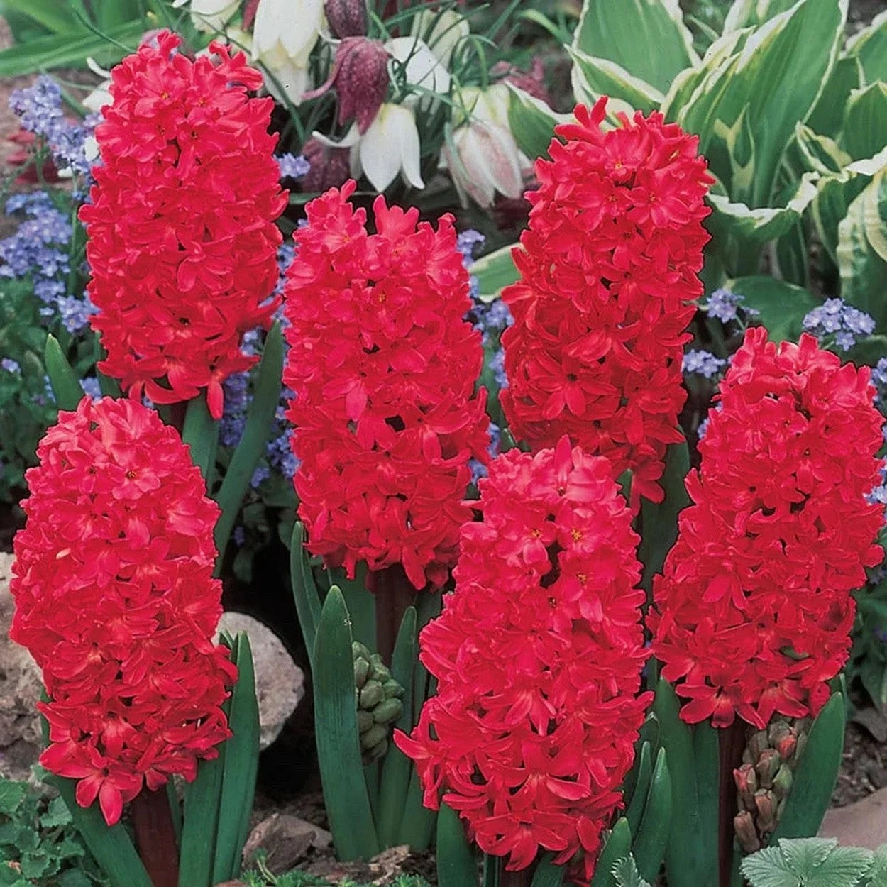 5x Prepared Hyacinth Jan Bos 16/17cm Indoor Christmas Bulbs Pre-Order