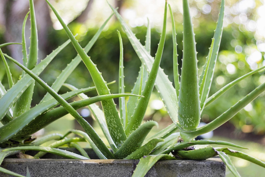 2x Aloe Vera Plant Succulent Indoor House Plants Easy Care