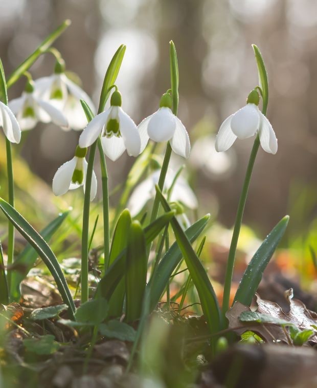15x Snowdrop Nivalis Bulbs 4/5cm Common Snowdrops White Spring Flowers