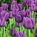 10x Tulip Blue Aimable Bulbs 10/11cm Lilac Purple Spring Flowering Tulips