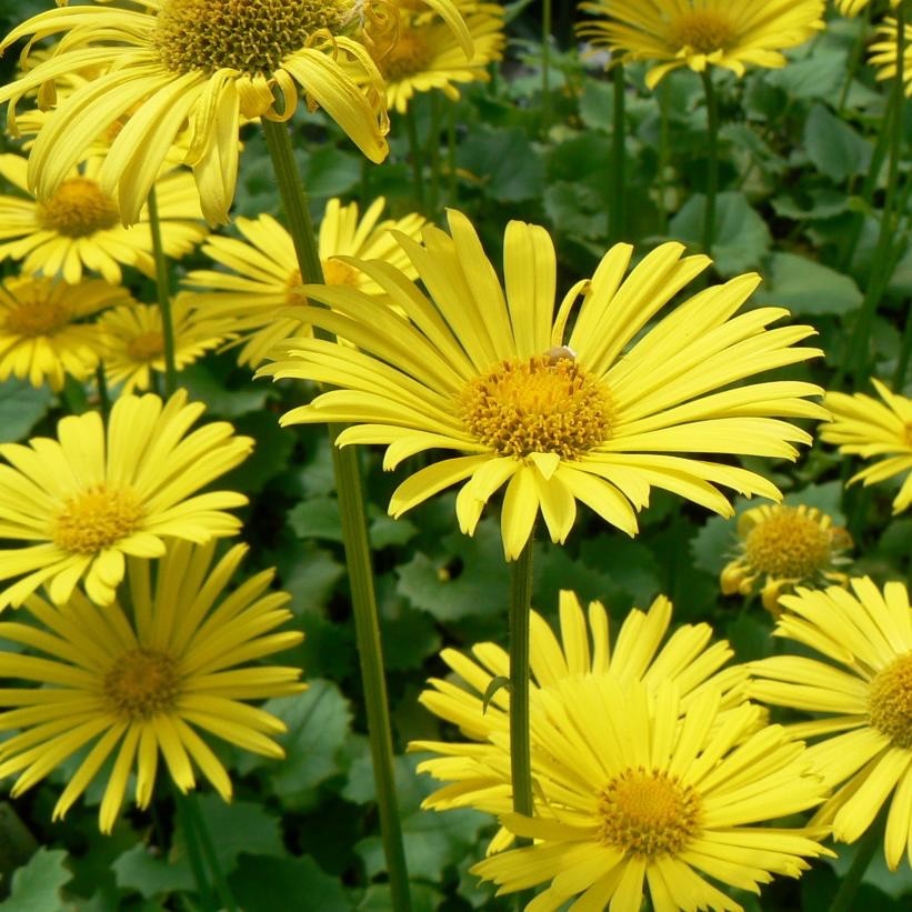 2 x Doronicum ‘Little Leo’ – Compact Yellow Perennial Plants in 10.5cm Pots