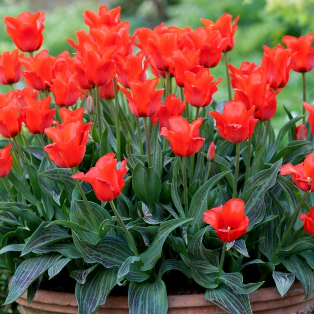 15x Dwarf Tulip Red Riding Hood 10/11cm Bulbs Autumn Planting Pre-Order