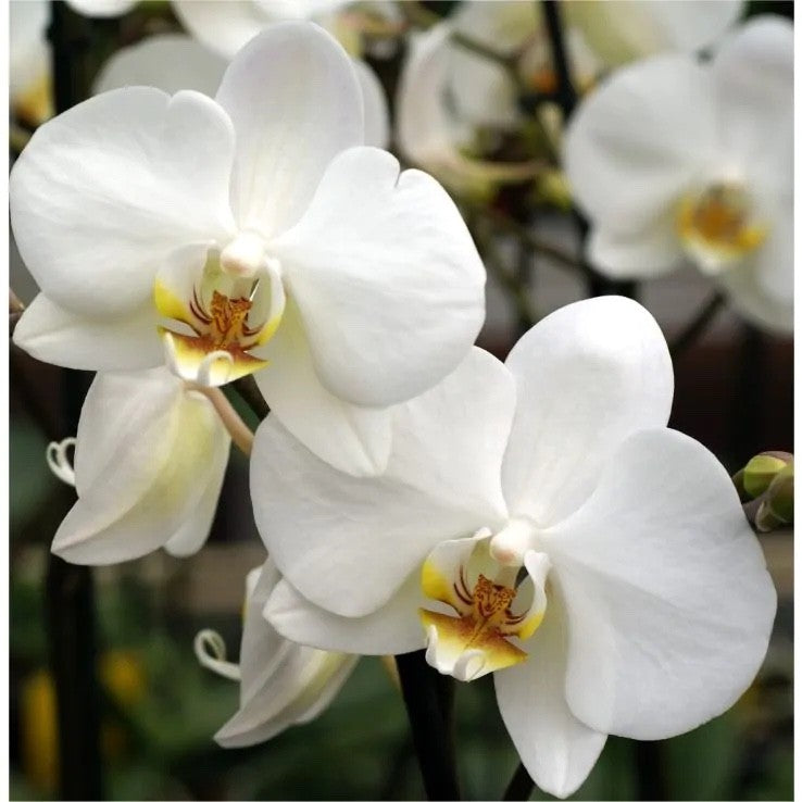 2 x Mini Phalaenopsis White Orchid Twin Stem 6cm Pot Indoor Plant