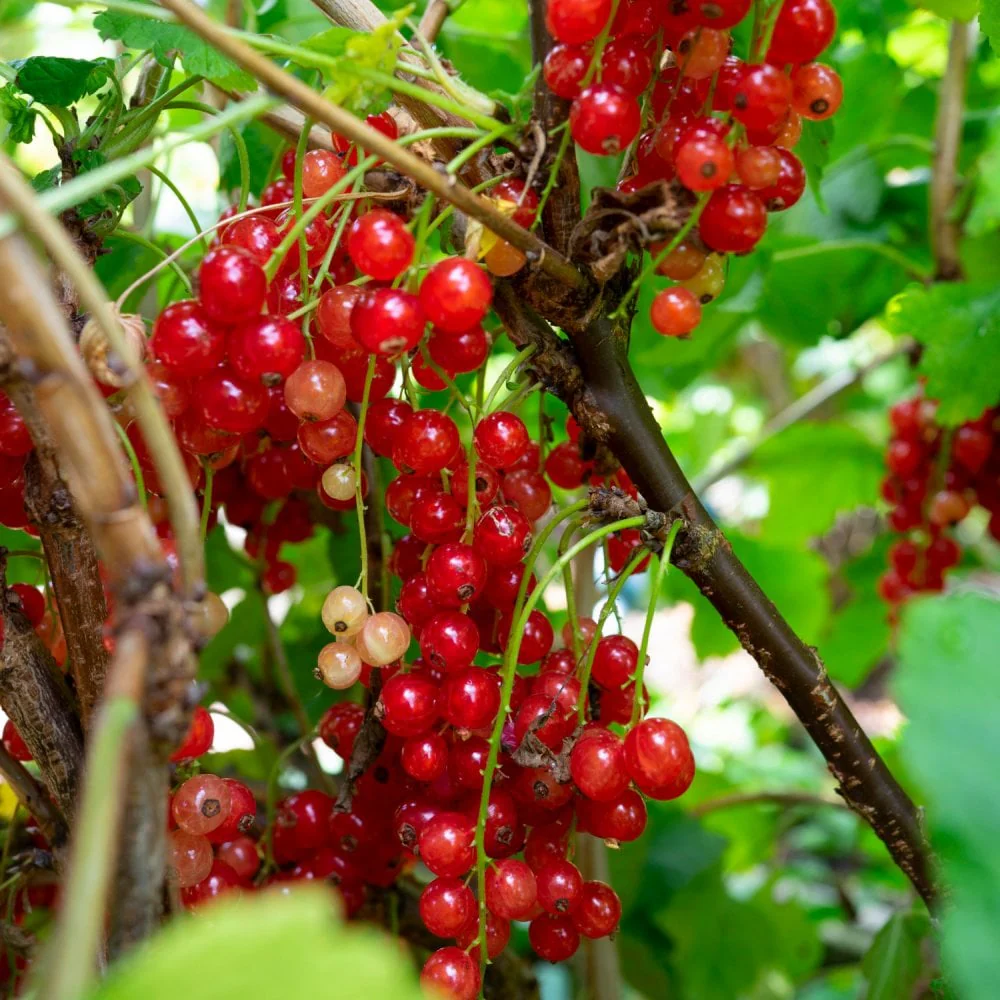 Redcurrant 'Rovada' - Hardy Large Ribes ready to fruit in Summer 3ltr pot