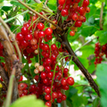 Redcurrant 'Rovada' - Hardy Large Ribes ready to fruit in Summer 3ltr pot