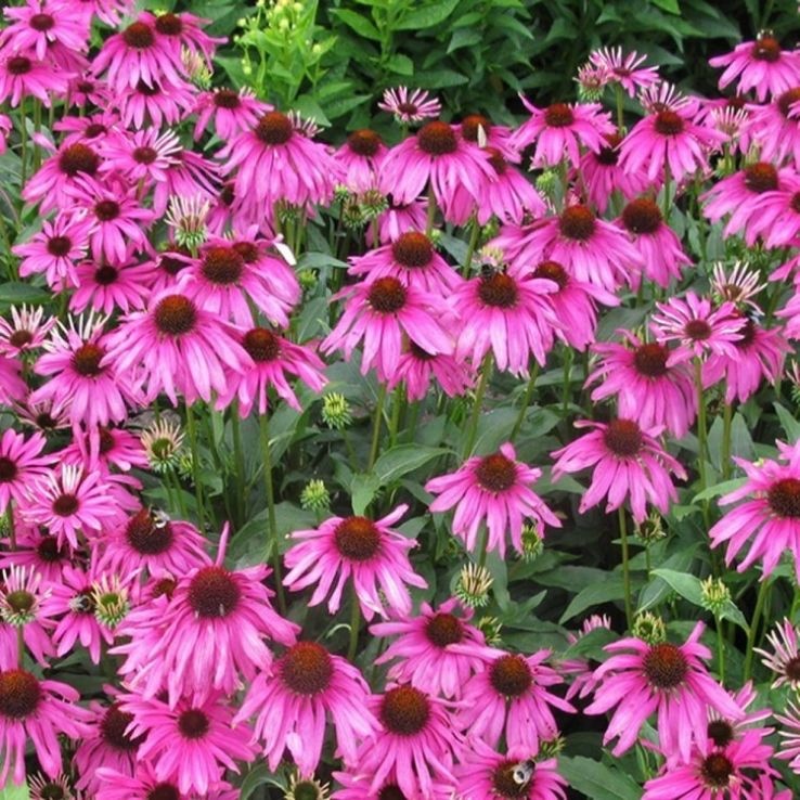 8 x Echinacea Purpurea  Bulbs - Pink Coneflower Loved by Pollinators