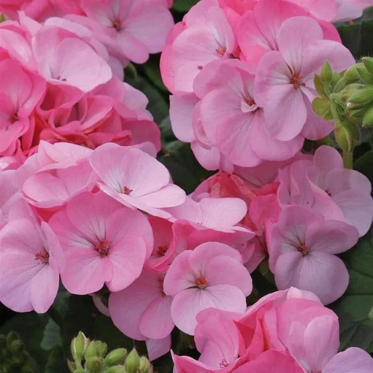 2x Geranium Benja Pink Plants 10.5cm Pots Summer Bedding Flowers