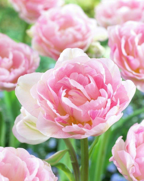 10x Tulip Angelique Bulbs 10/11cm Double Pink Peony Spring Flowering Tulips