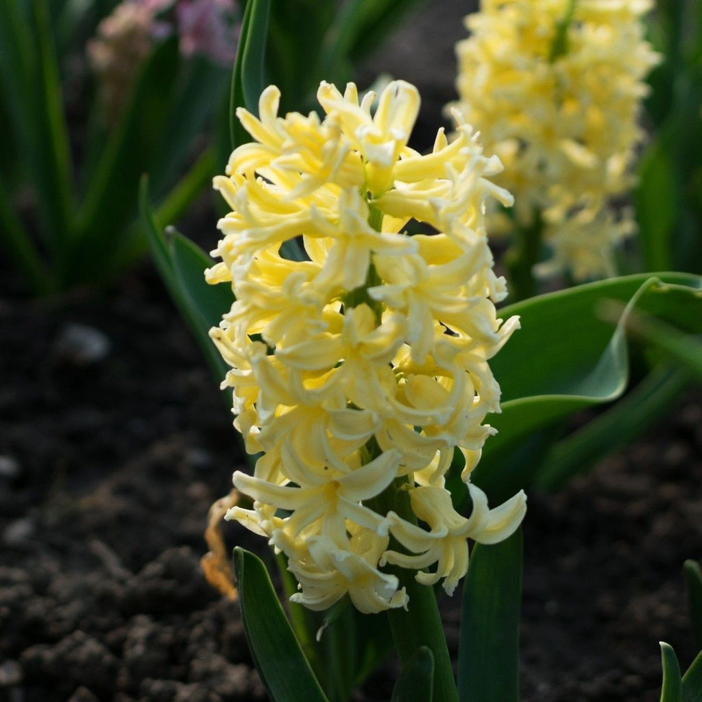 5x Prepared Hyacinth City of Haarlem 16/17cm Indoor Bulbs Pre-Order