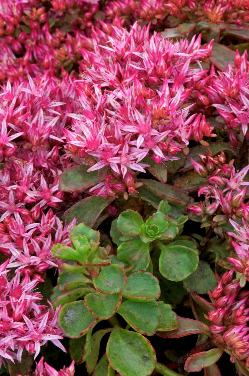 2x Sedum Coccineum Stonecrop Plants 10.5cm Pots Ground Cover
