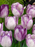10x Tulip Shirley Bulbs 10/11cm White Purple Spring Flowering Garden Bulbs