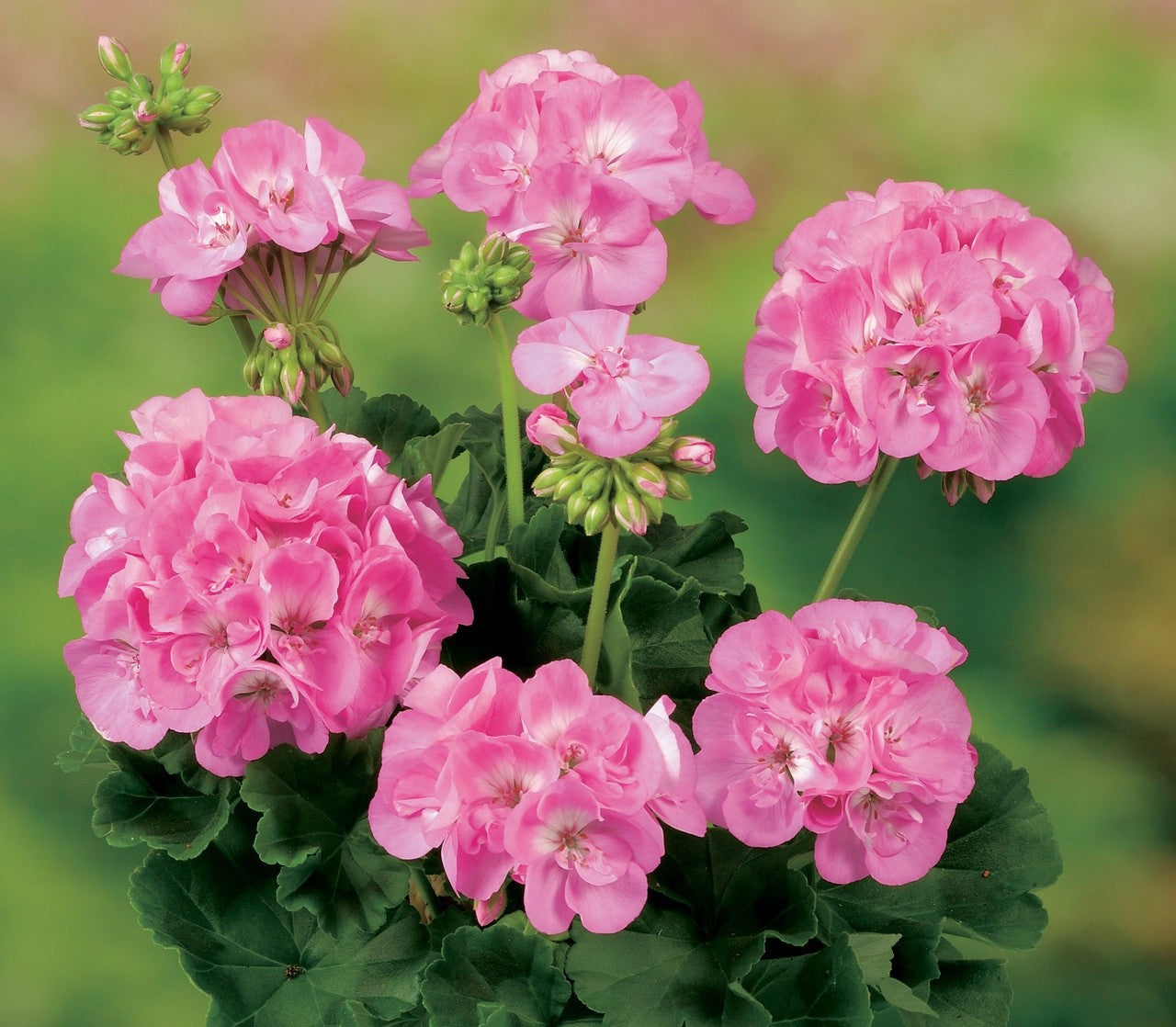 3x Geranium Benja Pink Plants 10.5cm Pots Summer Bedding Flowers