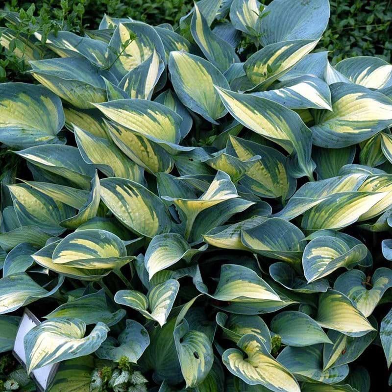 Hosta June - Plantain Lily garden perennial plant in 1.5 Litre pot