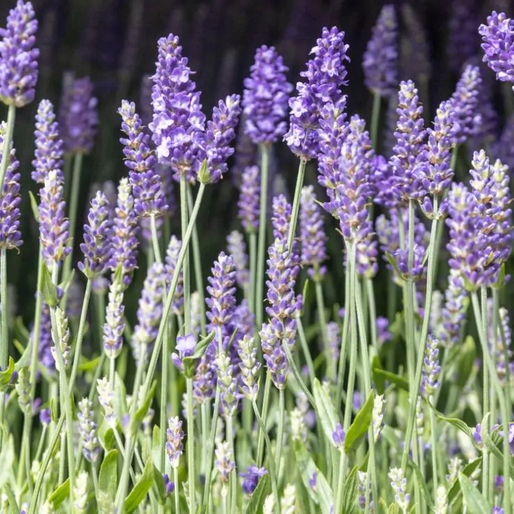 2 x English Lavender Angustifolia 'Blue Scent' - Compact and Fragrant plants