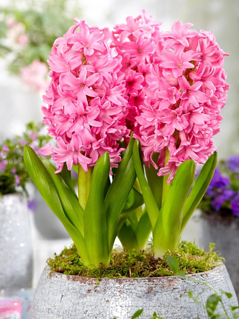 5x Prepared Hyacinth Pink Pearl 16/17cm Indoor Bulbs Christmas Pre-Order