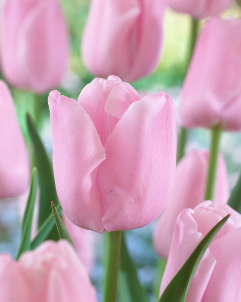 10x Tulip Pink Diamond Bulbs 10/11cm Pink Spring Flowering Garden Tulips