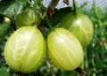 Gooseberry 'Invicta' - Green and large ready to fruit in Summer 3ltr pot