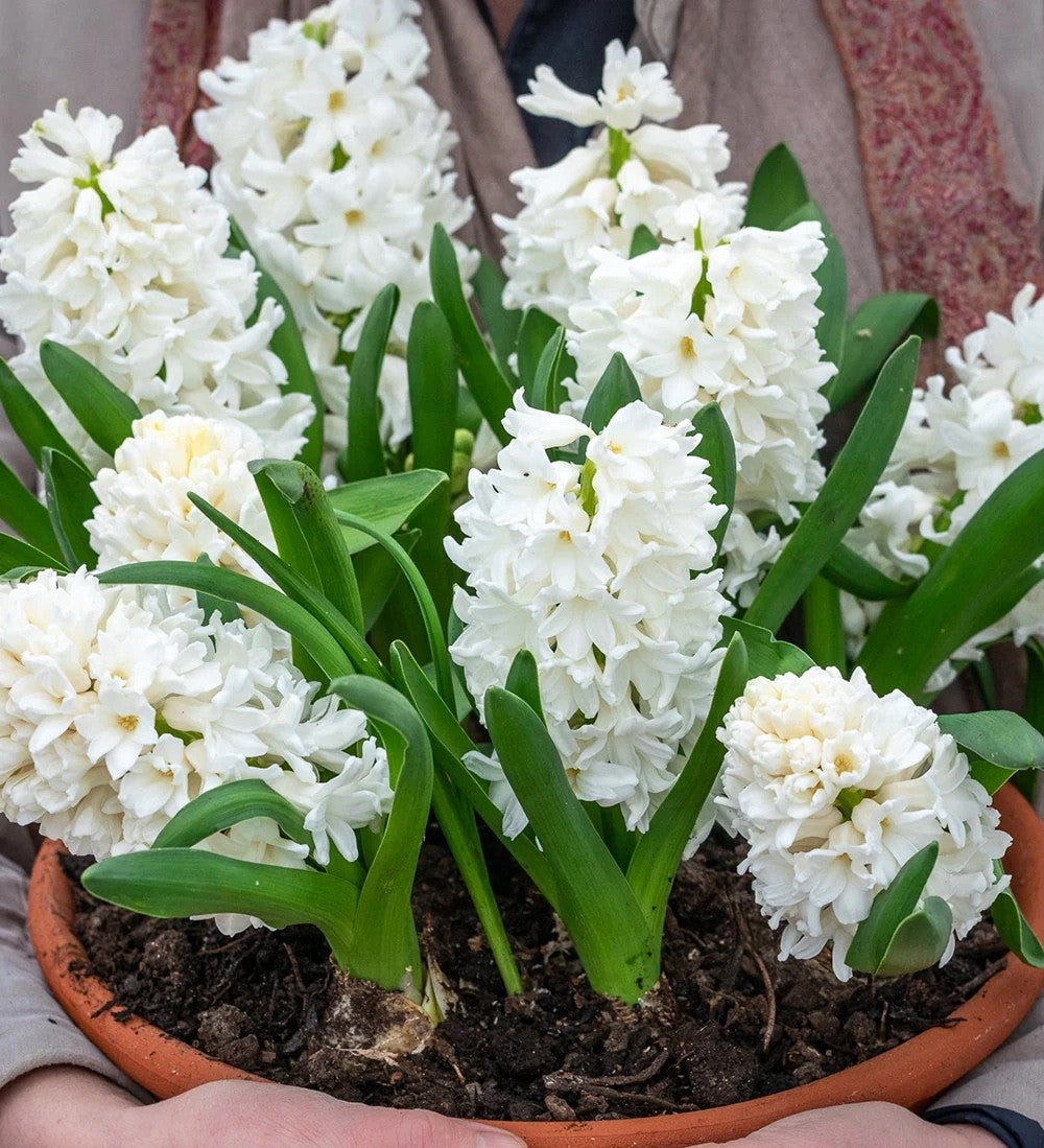 5x Prepared Hyacinth White Pearl 16/17cm Indoor Bulbs Christmas Pre-Order