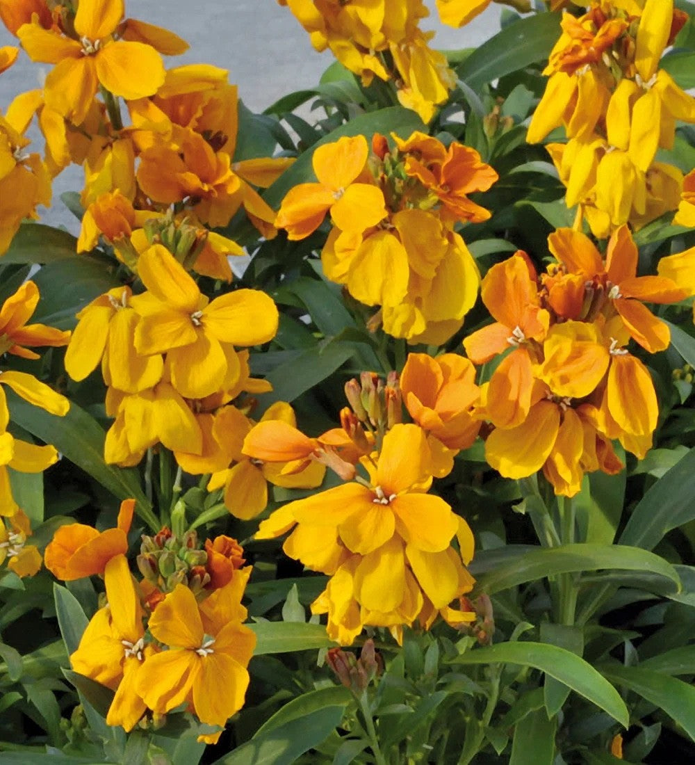 2x Wallflower Sugar Rush Orange Plants 9cm Pots Hardy Fragrant Flowers