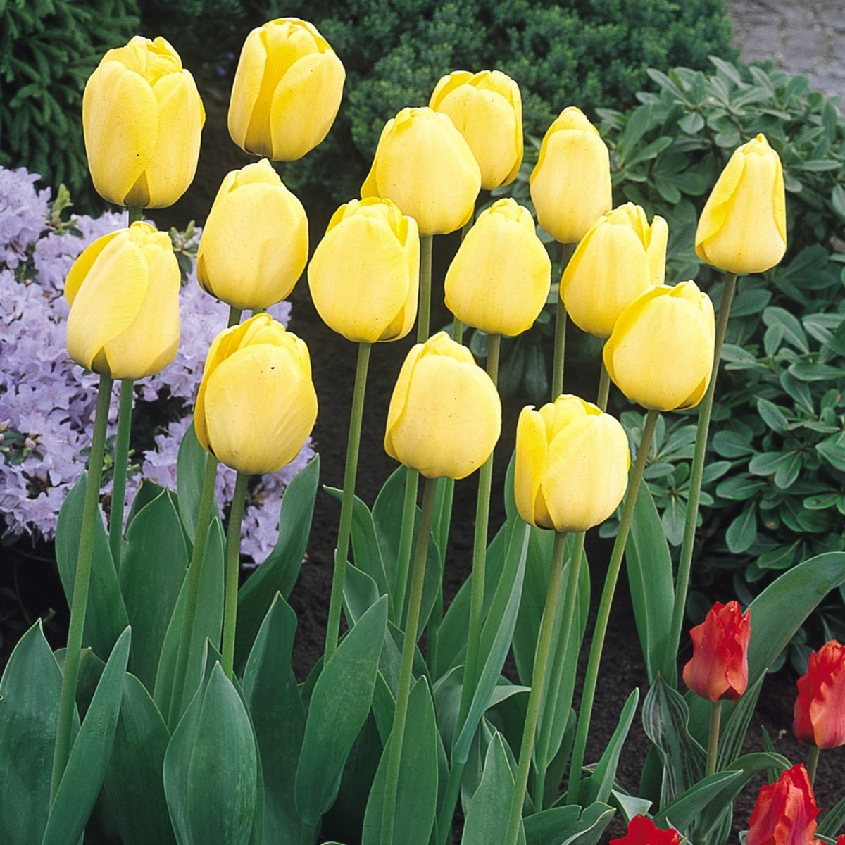 10x Tulip Golden Apeldoorn Bulbs 10/11cm Yellow Spring Flowering Tulips