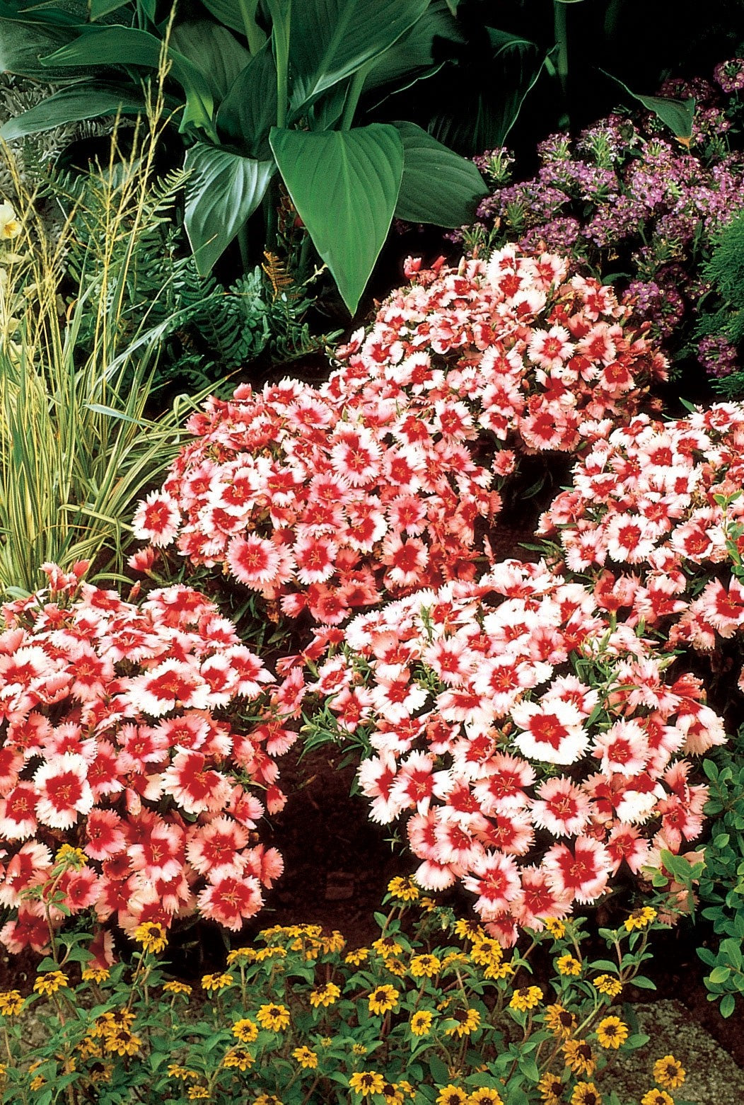 2x Dianthus Strawberry Crush Plants 9cm Pots Hardy Perennial Garden Pinks