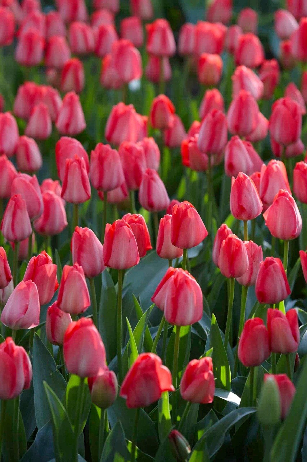 10x Tulip Van Eijk Bulbs 10/11cm Rose Pink Spring Flowering Garden Tulips