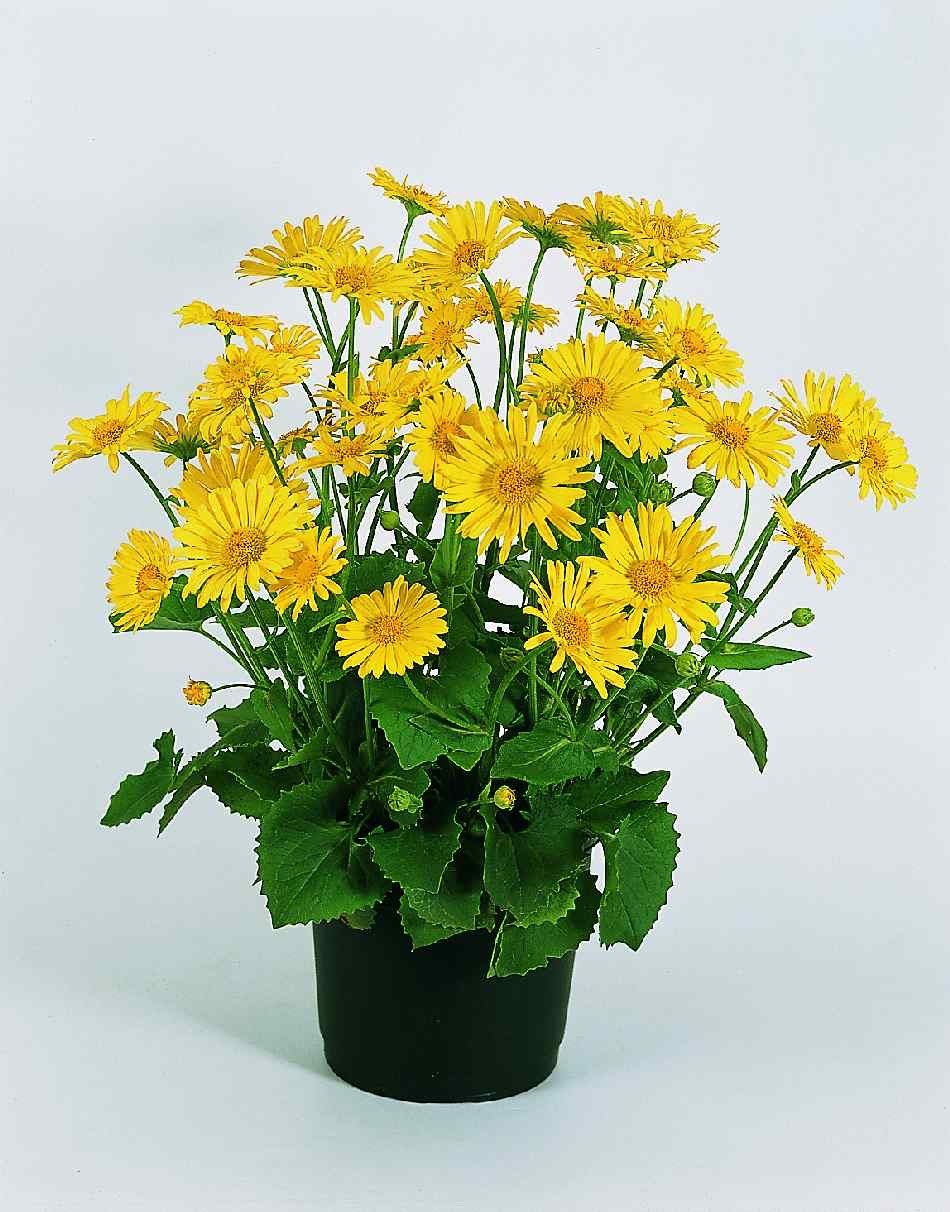 2 x Doronicum ‘Little Leo’ – Compact Yellow Perennial Plants in 10.5cm Pots
